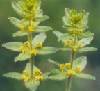 Cruciata laevipes, Gaillet croisette