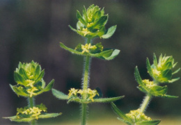 Cruciata laevipes, Gaillet croisette