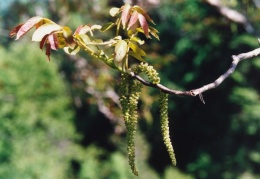 Juglans regia