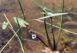 Sagittaria sagittifolia, Sagittaire à feuilles en flèche