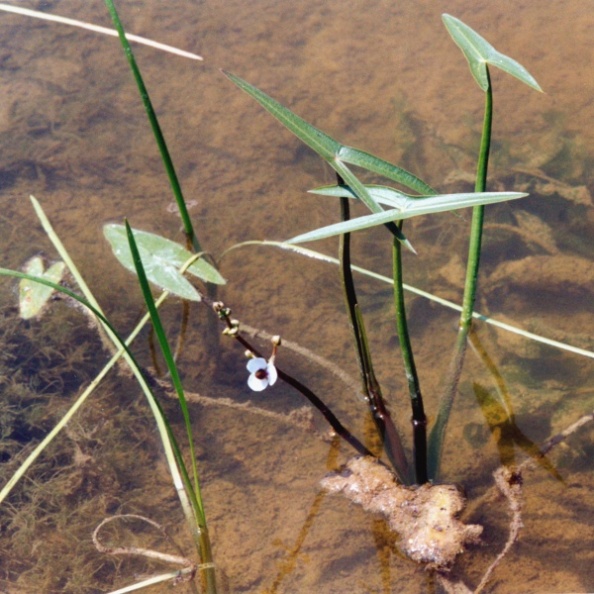 20010800_clos-du-doubs_lobchez_sagittaria_sagittifolia_01.jpg