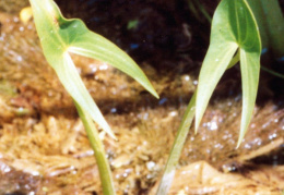 Sagittaria sagittifolia, Sagittaire à feuilles en flèche