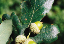 Quercus robur