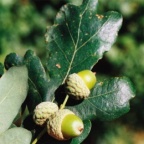 Quercus robur