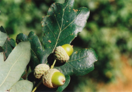 Quercus robur, Chêne pédonculé