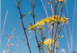 Senecio erucifolius, Séneçon à feuilles de roquette