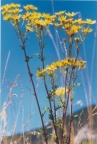 Senecio erucifolius, Séneçon à feuilles de roquette
