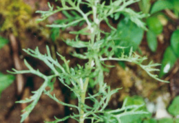 Senecio erucifolius, Séneçon à feuilles de roquette