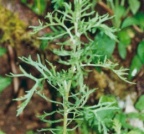 Senecio erucifolius, Séneçon à feuilles de roquette