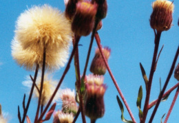 Erigeron acer, Vergerette âcre