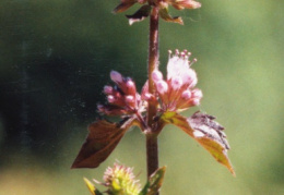 Mentha aquatica, Menthe aquatique