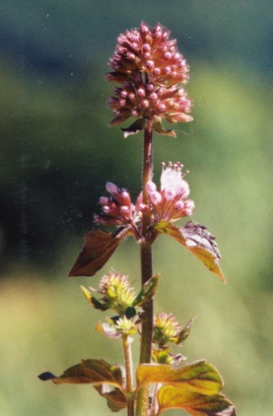 20010800_grandval_mentha_aquatica.jpg