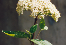 Viburnum lantana, Viorne lantane