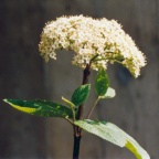 Viburnum lantana, Viorne lantane
