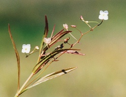 Veronica scutellata, Véronique à écussons