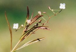 Veronica scutellata, Véronique à écussons