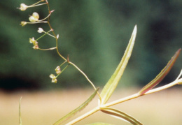 Veronica scutellata, Véronique à écussons