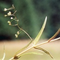 20010800_le-bemont_gros-bois-derriere_veronica_scutellata_02.jpg