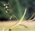 Veronica scutellata, Véronique à écussons