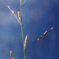 20010800_le-bemont_les-royes_glyceria_notata_01.jpg