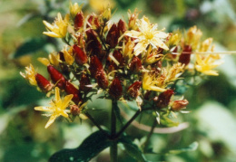 Hypericum tetrapterum