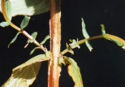 Hypericum tetrapterum