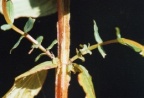 Hypericum tetrapterum