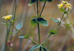 Hypericum tetrapterum