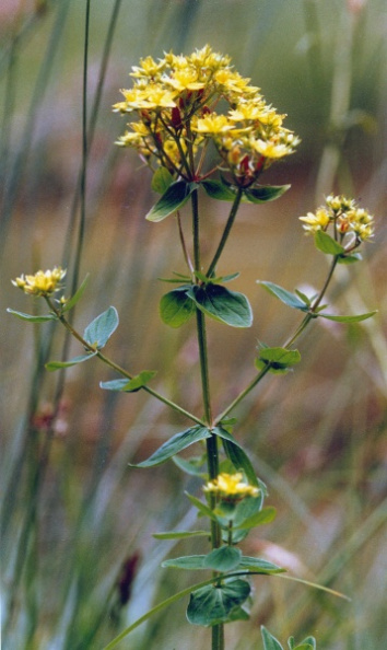 20010800_le-bemont_les-royes_hypericum_tetrapterum_03.jpg