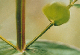 Hypericum tetrapterum