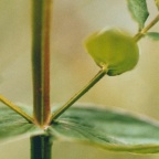 Hypericum tetrapterum