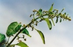 Chenopodium polyspermum