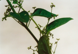 Chenopodium polyspermum