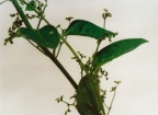 Chenopodium polyspermum