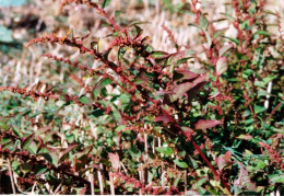 Chenopodium polyspermum