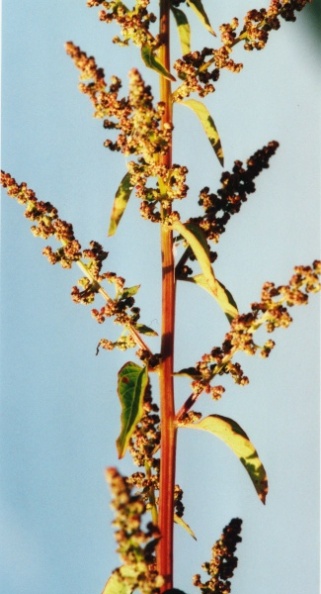 20010800_les-bois_peu-claude_chenopodium_polyspermum_04.jpg