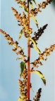 Chenopodium polyspermum