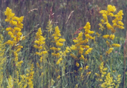 Galium verum, Gaillet jaune