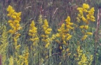 Galium verum, Gaillet jaune