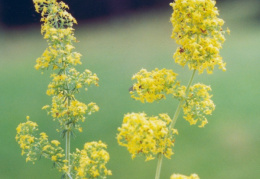 Galium verum, Gaillet jaune