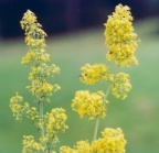 Galium verum, Gaillet jaune