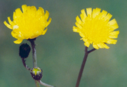 Hieracium lactucella, Épervière auricule