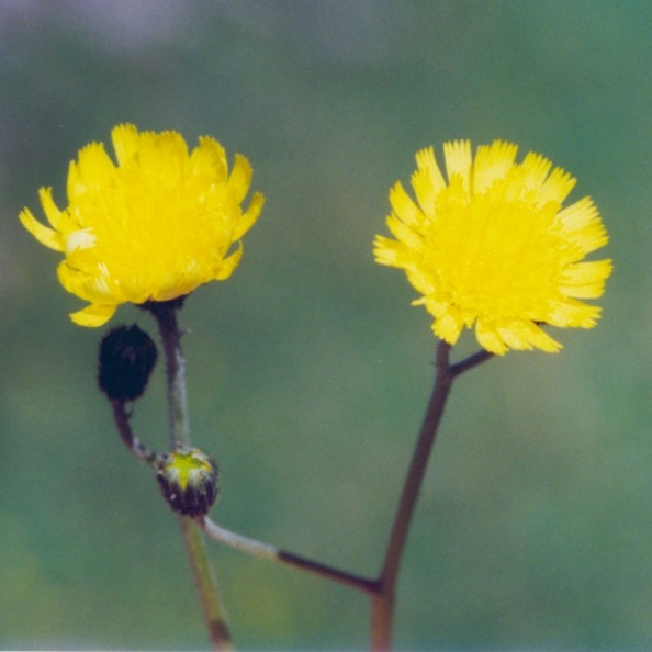 20010800_les-bois_peu-claude_hieracium_lactucella_01.jpg