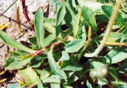 Hieracium lactucella, Épervière auricule