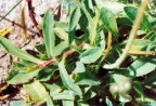 Hieracium lactucella, Épervière auricule