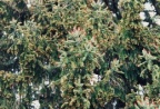 Picea abies