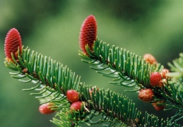 Picea abies