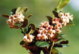 Vaccinium vitis-idaea