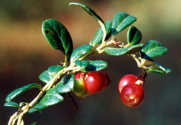 Vaccinium vitis-idaea