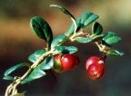 Vaccinium vitis-idaea